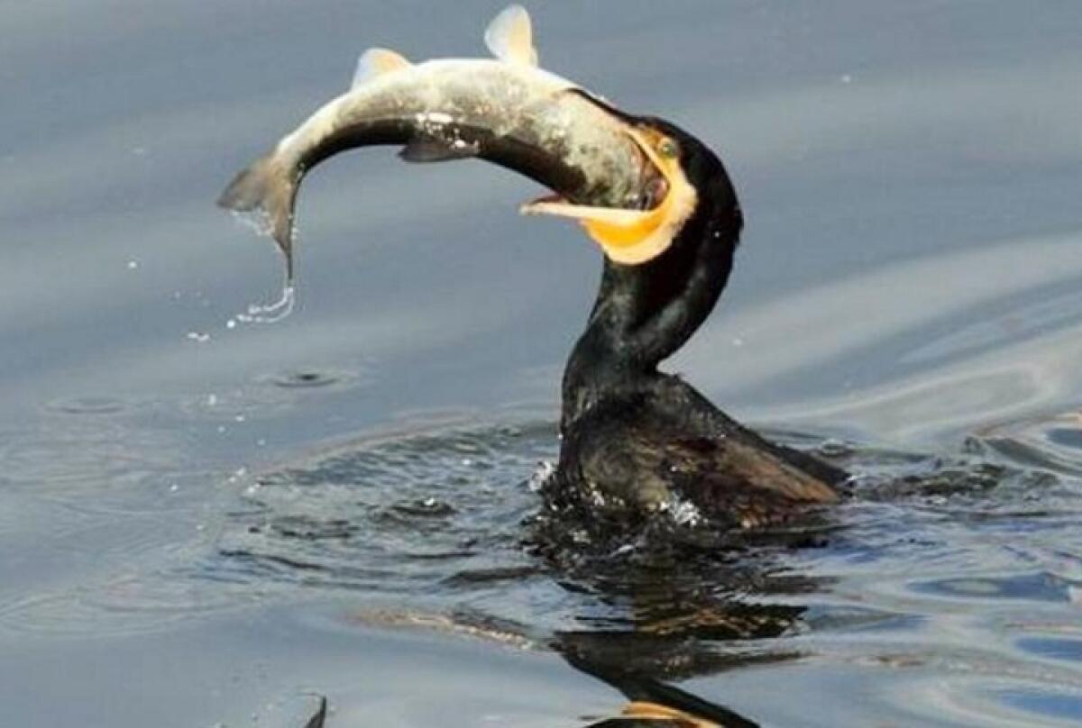 Allarme Cormorani in Puglia, triplicati in pochi anni. Mangiano 10 Kg di pesce al mese - 