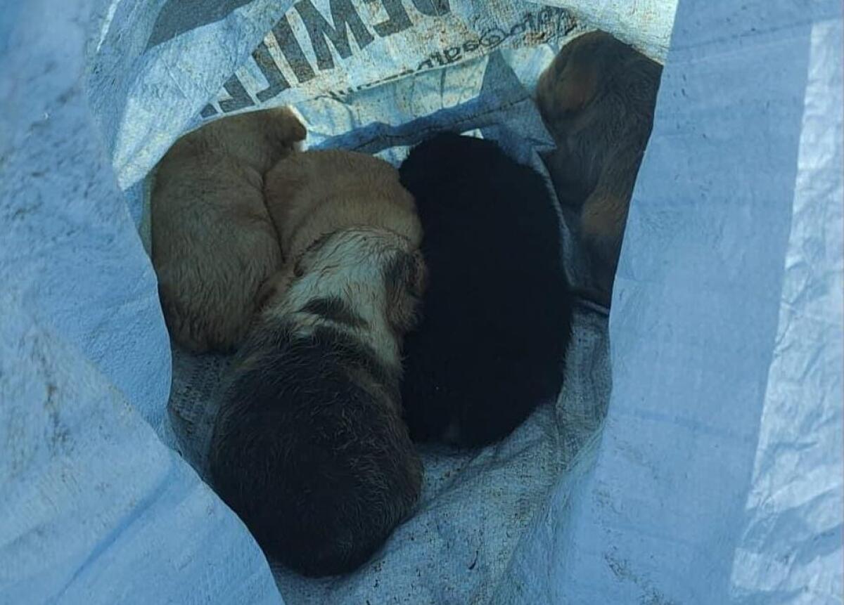 Cuccioli di pochi giorni ritrovati in una busta di plastica - 