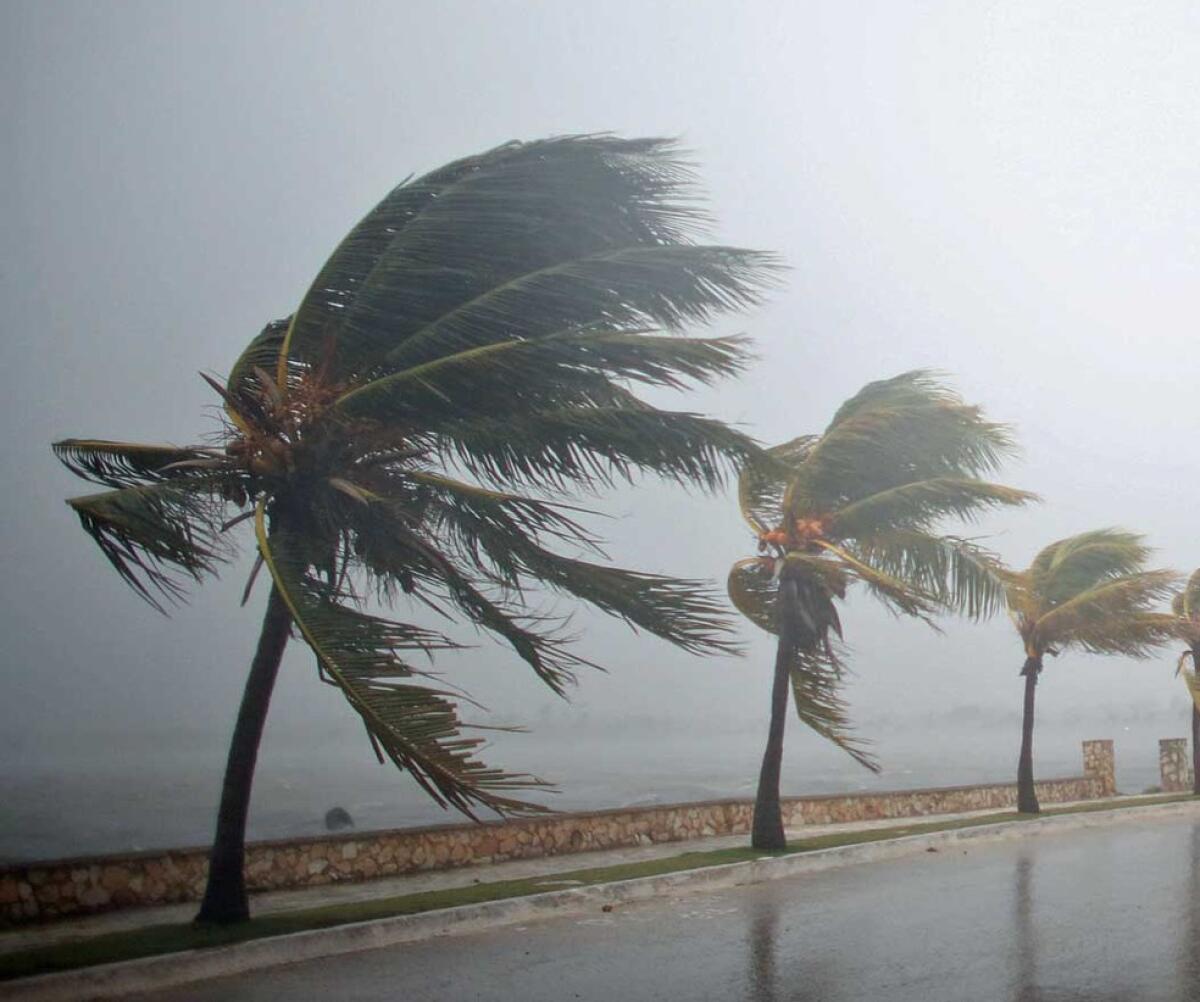 Forte vento in Capitanata, albero cade su due mezzi: quattro feriti - 