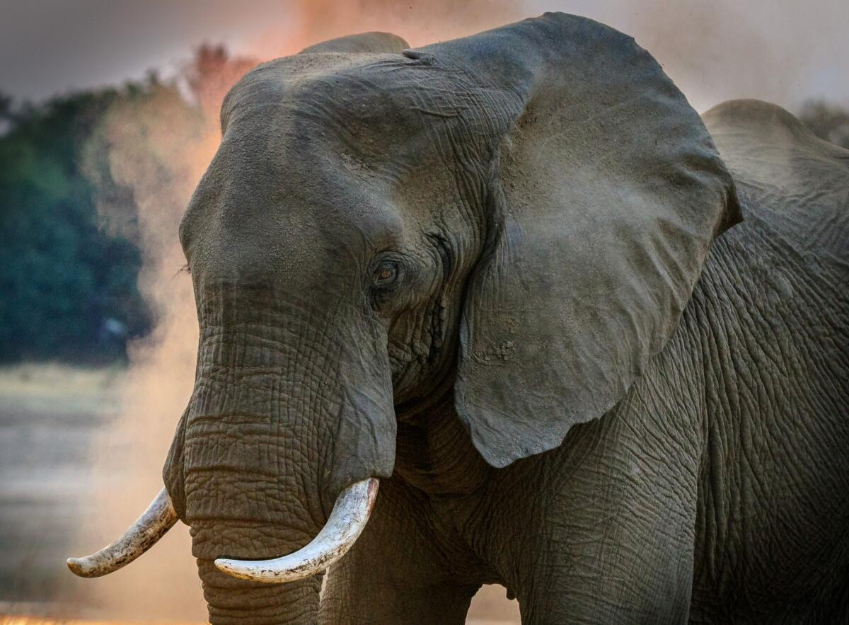 SOS inquinamento, la guida degli animali-sentinella per cambiare rotta - 
