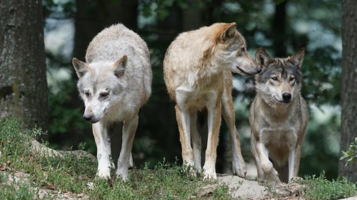 “WolfNext – Parchi a sistema per il futuro del Lupo in Italia”: sottoscritto il Protocollo di intesa per il Progetto di Sistema Trasversale per la conservazione e il monitoraggio del lupo - 