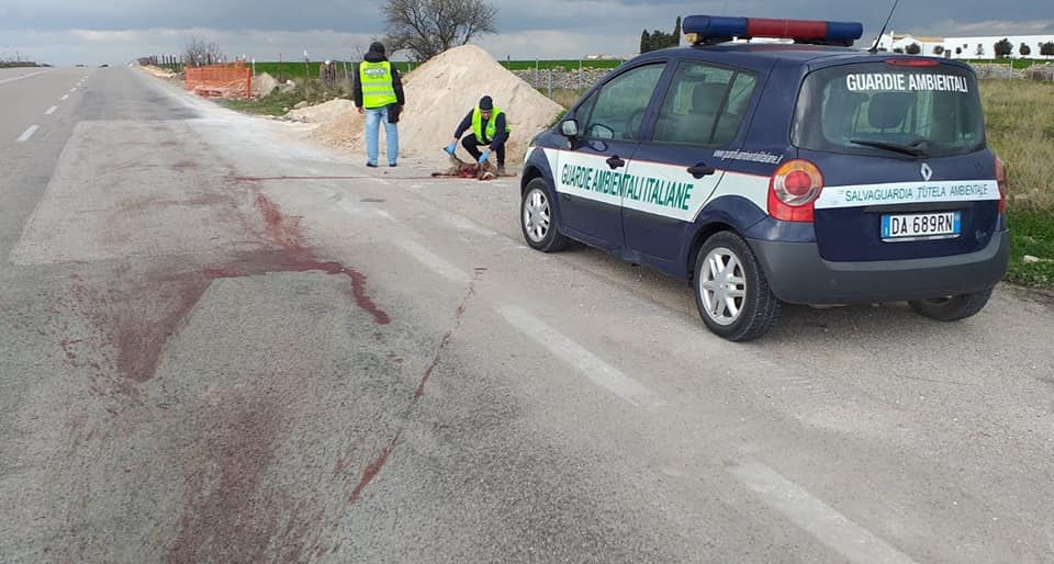 Manfredonia, lupo investito nei pressi della San Leonardo