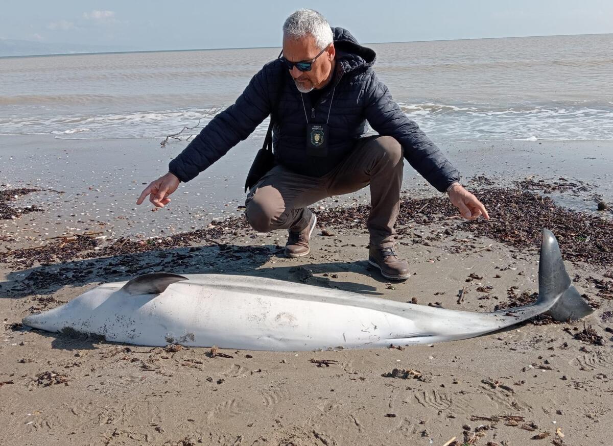 Macabro ritrovamento a Manfredonia, carcassa di un delfino sulla spiaggia - 