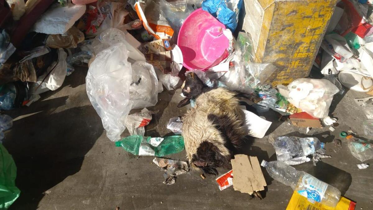 A Foggia fuori dai cassonetti si butta di tutto - 