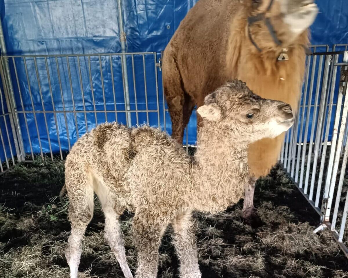 Nasce un cucciolo di Cammello a San Severo, il circo sostava li da qualche giorno - Nasce cucciolo di cammello