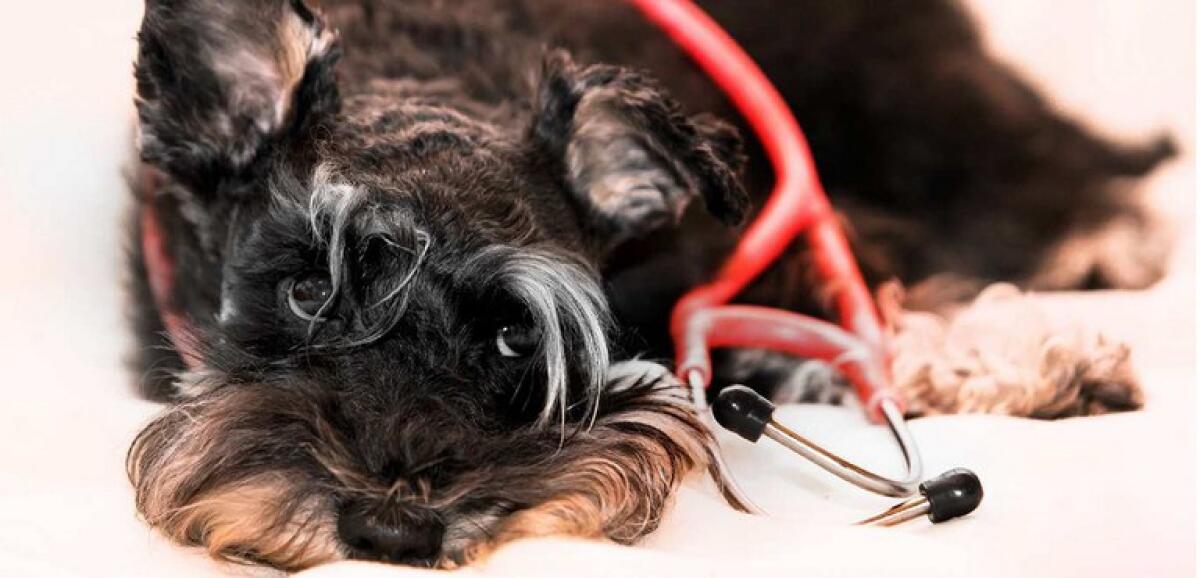 Guardia medica veterinaria: la città c'è, la politica latita - 