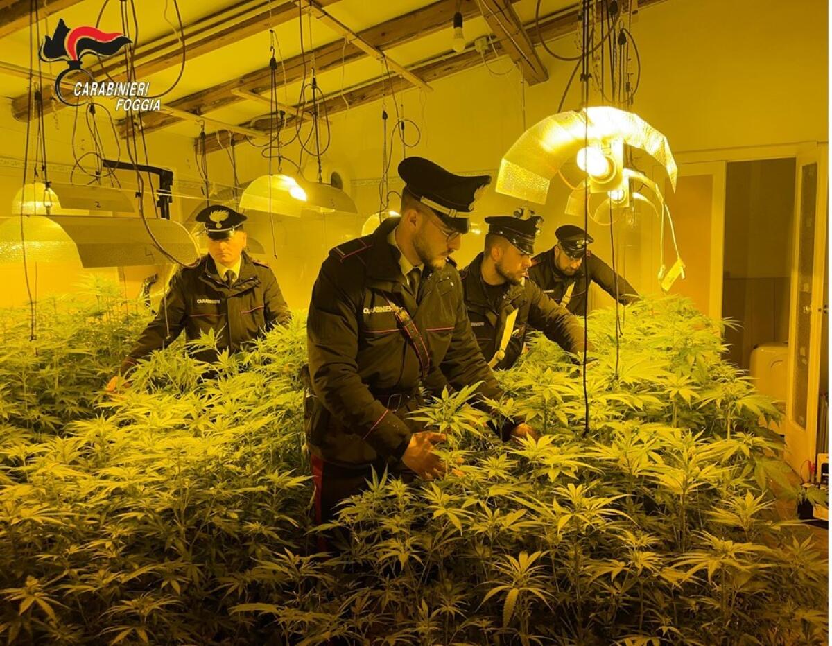 Scoperta una serra per la coltivazione di cannabis in Capitanata - 