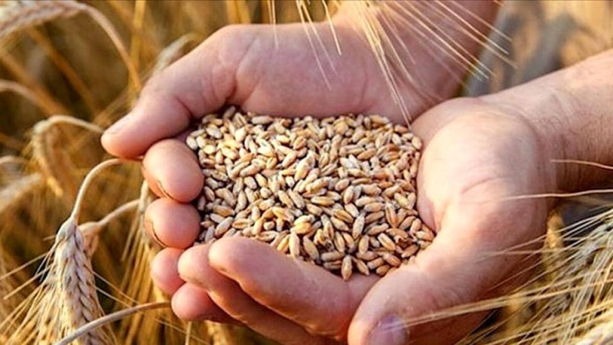 Diminuisce il prezzo del grano, ma aumenta quello della pasta - 