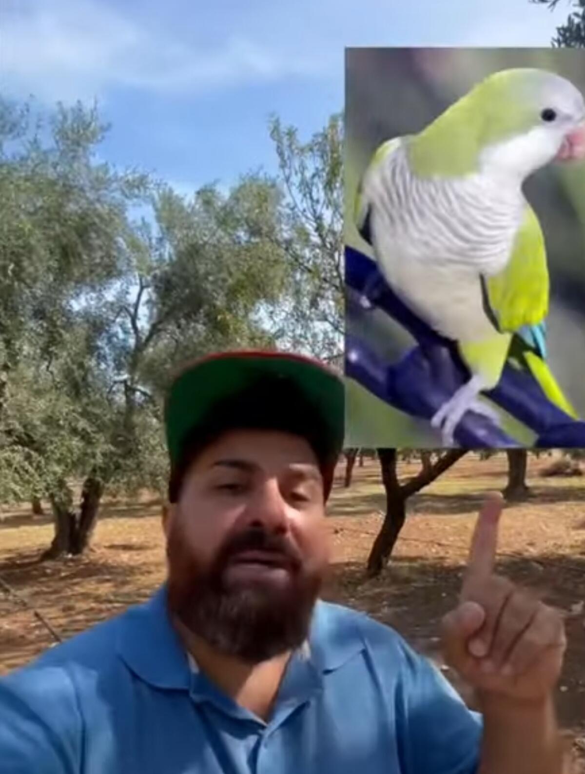 Il pappagallo verde, minaccia per l'agricoltura pugliese - 