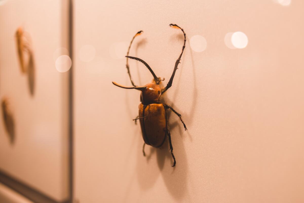 Perché gli insetti arrivano in casa? - 