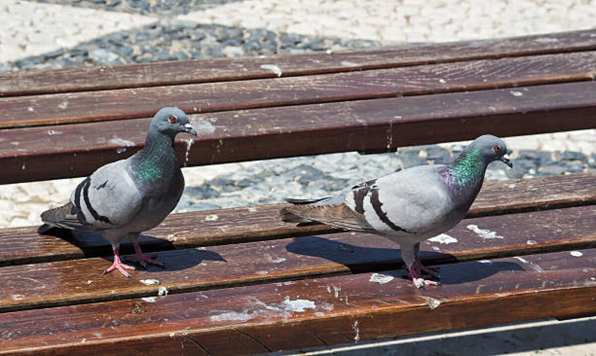 Piccioni problema del Quartiere Ferrovia: Episcopo replica - Two pigeons look around on a dirty park bench.