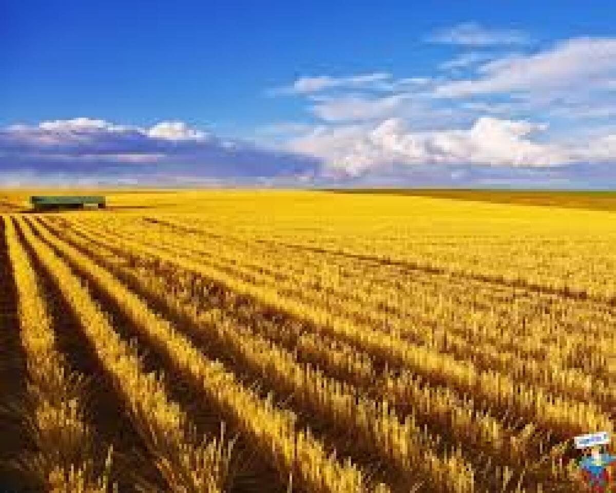 "Foggia Capitale Agricola", stasera incontro con Di Mauro e l'On. Luigi D'Eramo - 