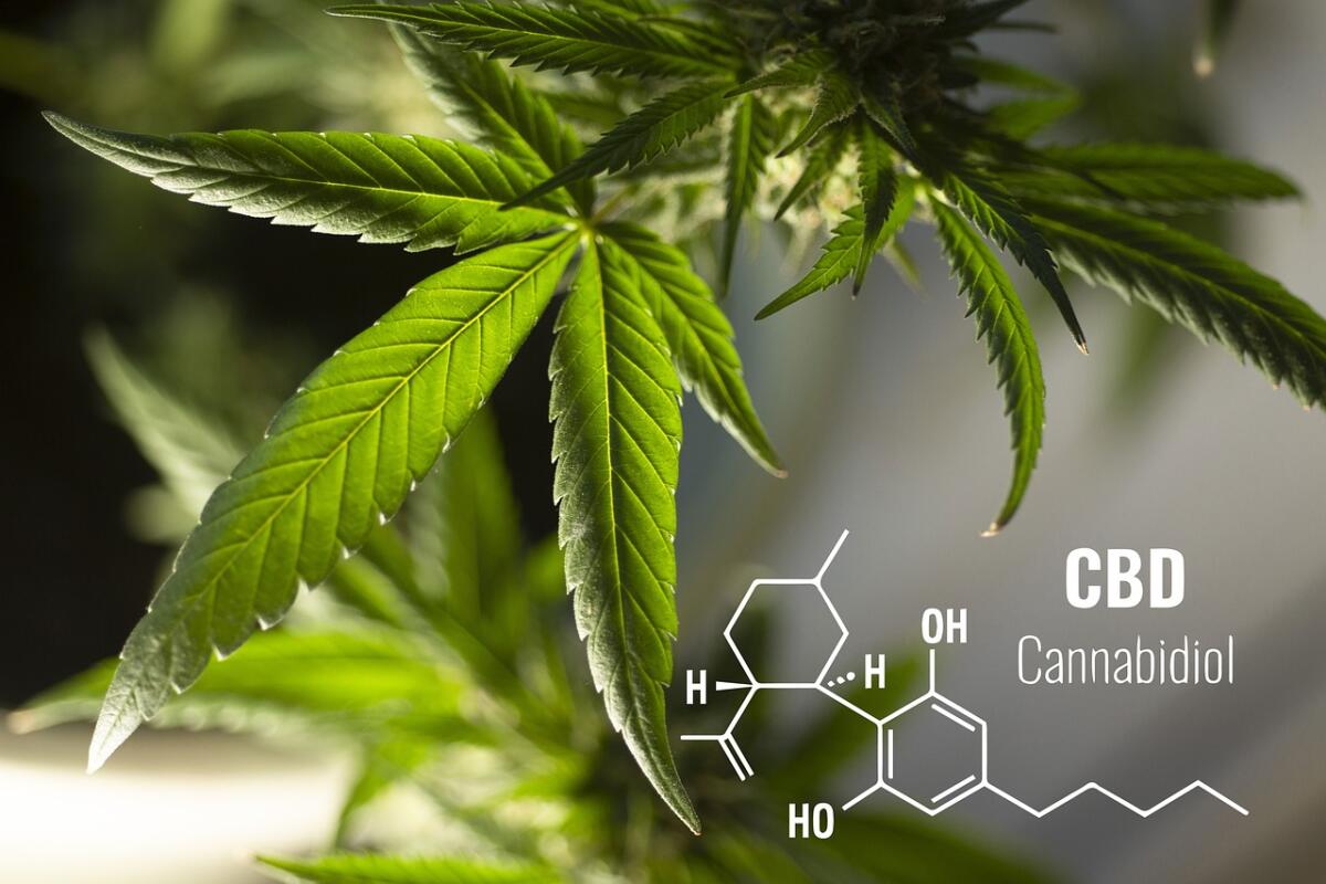 Cannabis terapeutica - 