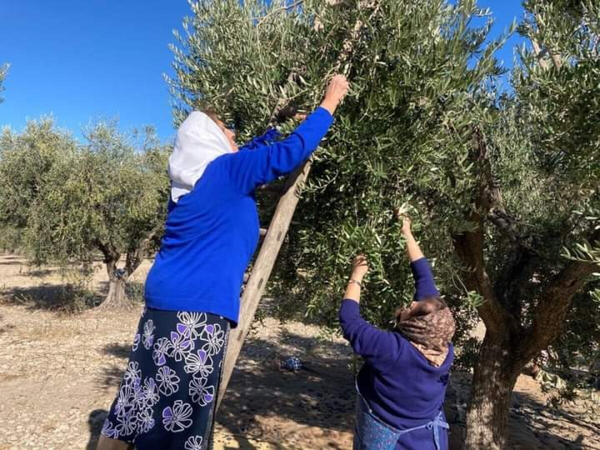 Furti olive, Cia Puglia: clima da Far West, serve polizia rurale regionale - 