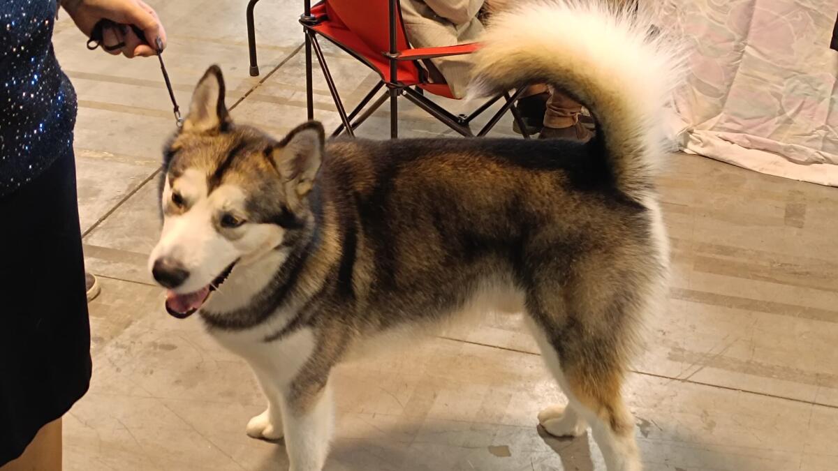 61° Edizione della Mostra Canina Internazionale di Foggia, grande partecipazione - 