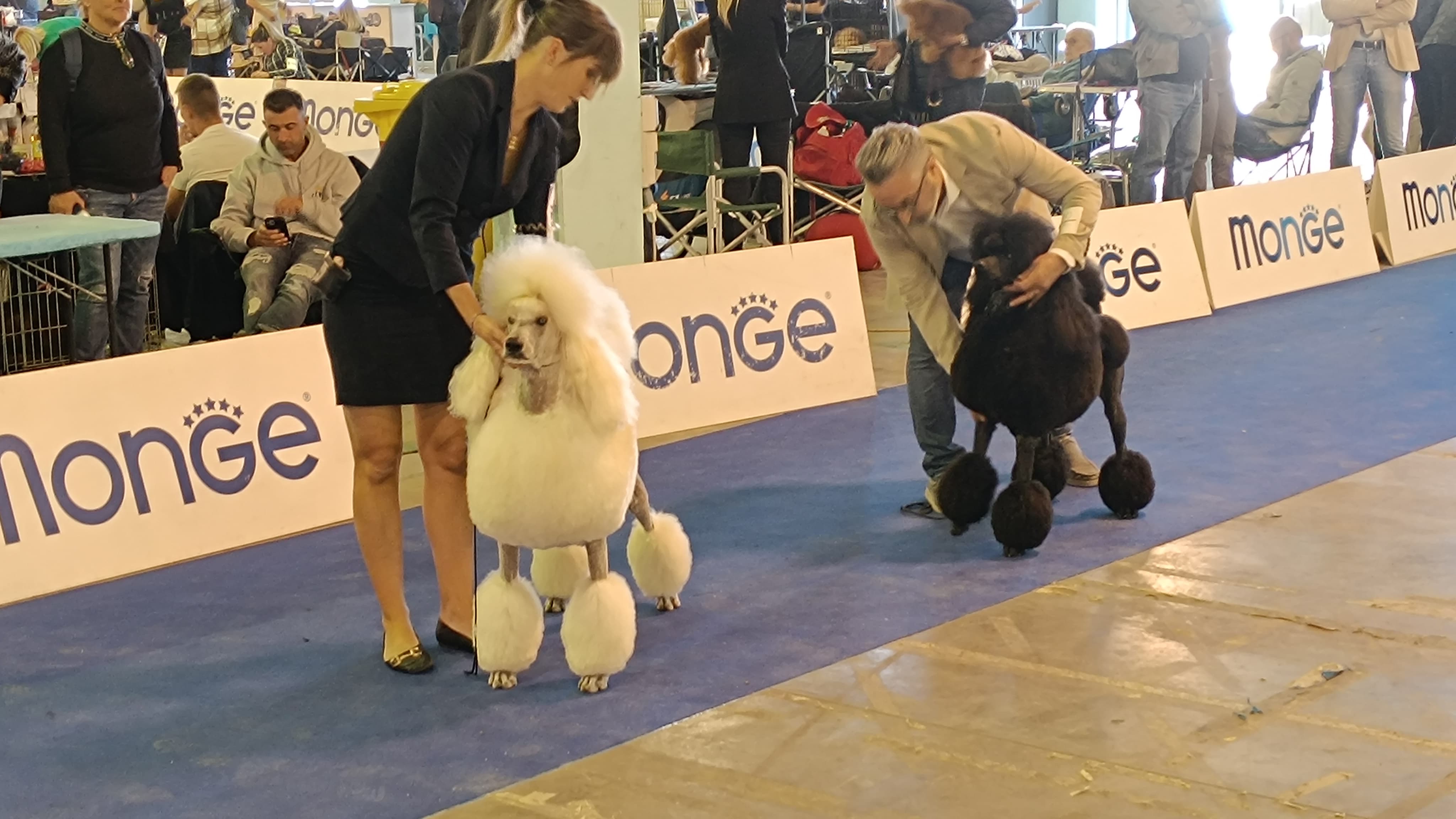 61° Edizione della Mostra Canina Internazionale di Foggia, grande partecipazione