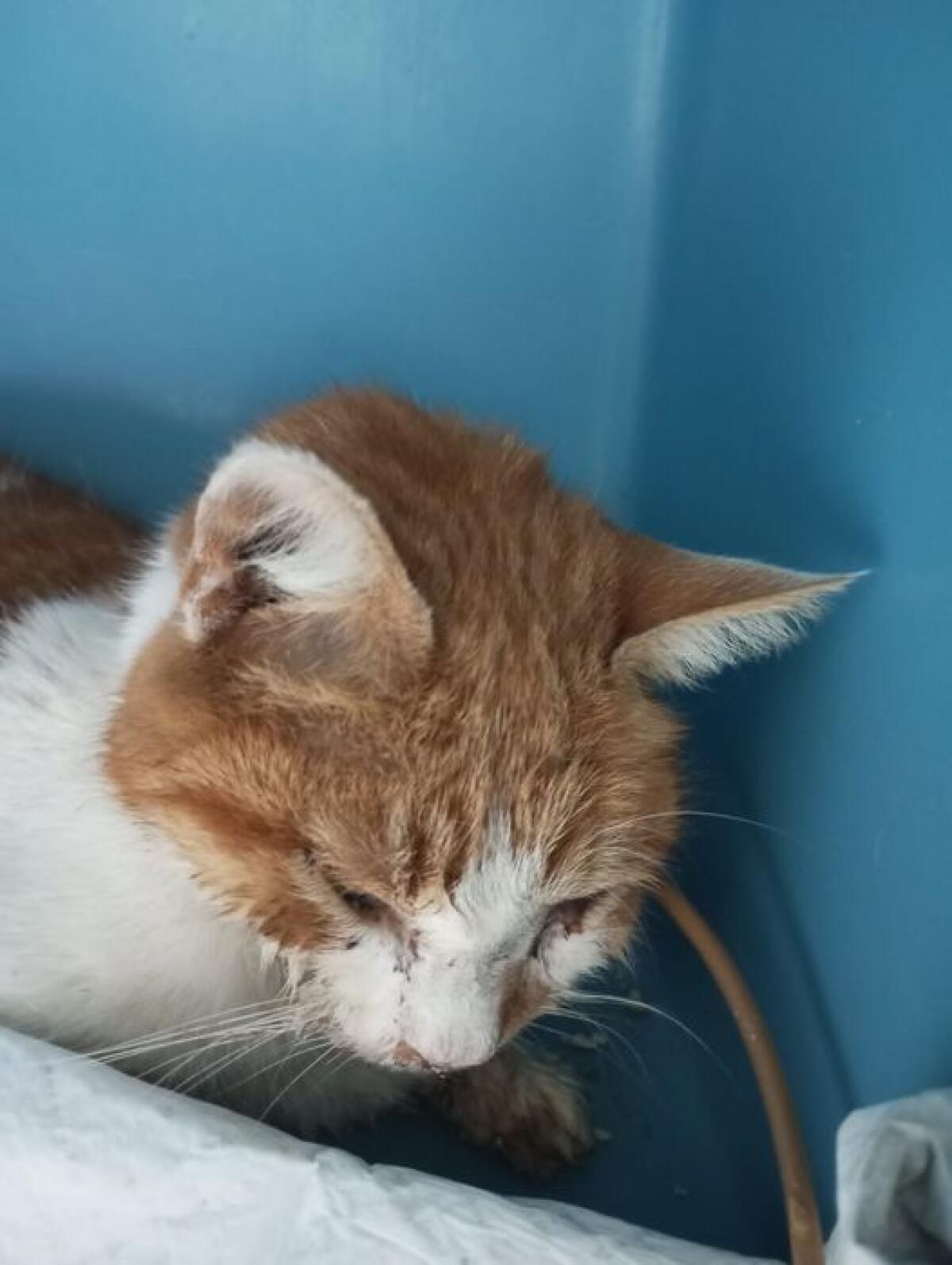 E' morto Leone, il gatto ferito dai botti di capodanno - 