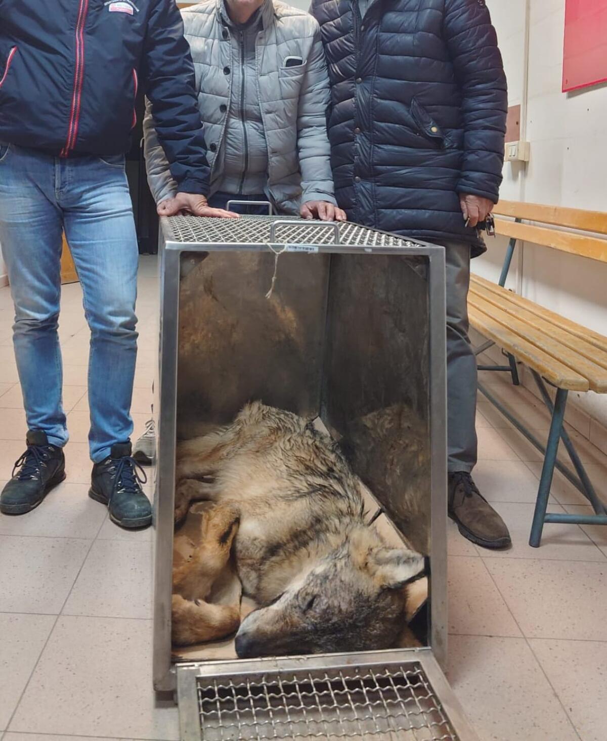 Cervaro, salvato un lupo caduto in un vascone - 