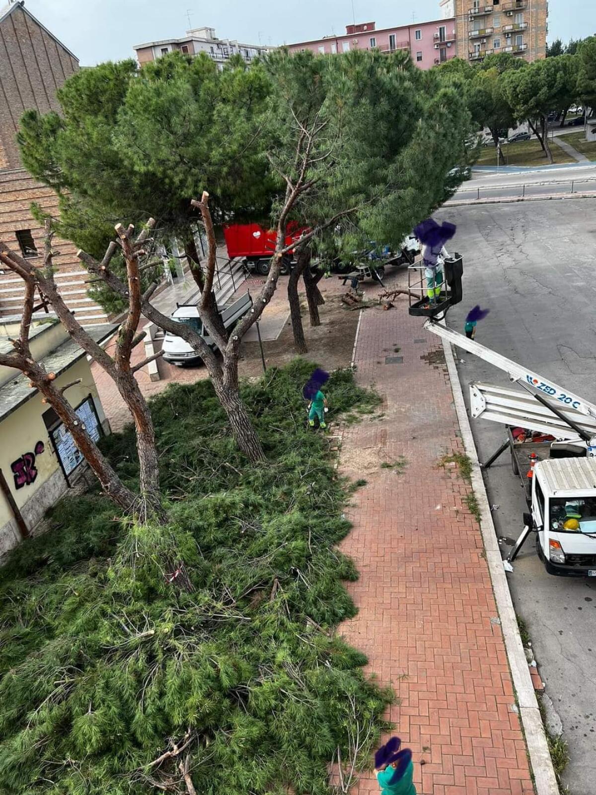 Foggia, associazioni "Forum Patto Verde" preoccupate per le potature "selvagge" - 