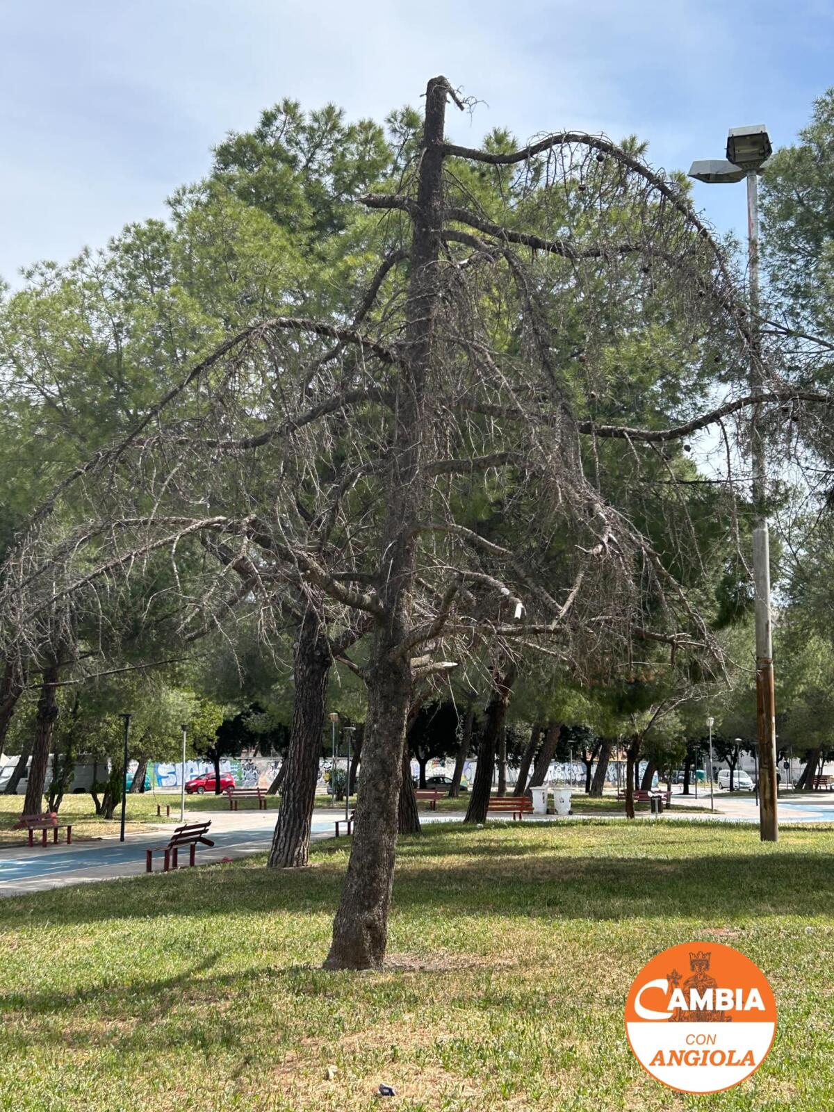 Foggia, Angiola interviene sul verde pubblico: situazione disastrosa - 