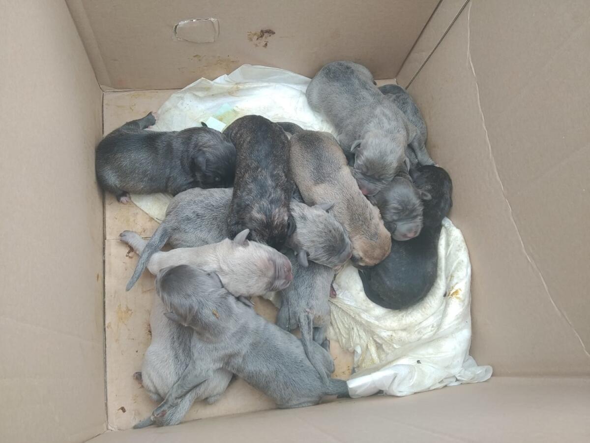 Manfredonia, cuccioli abbandonati in un sacco salvati dagli operatori ecologici - 