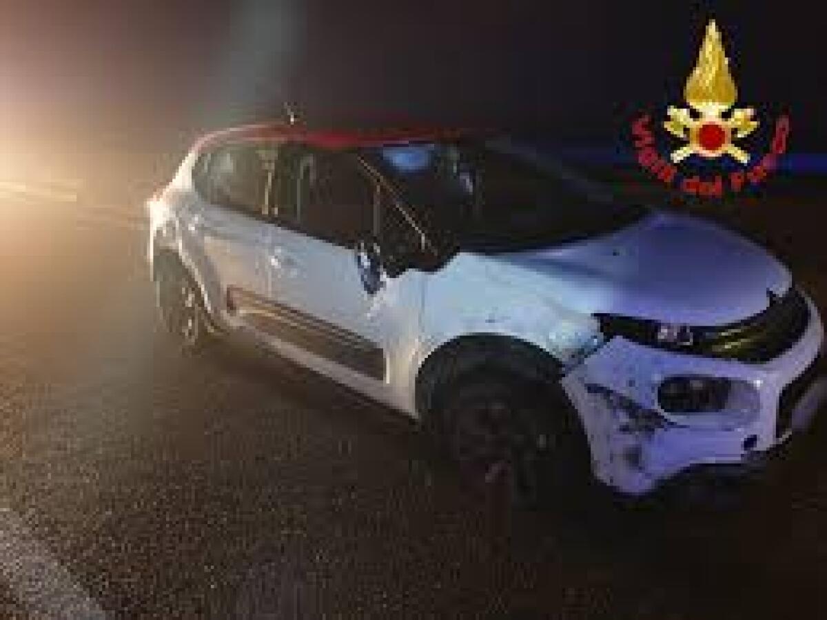 Statale 16, cinghiale attraversa la strada: impatto violento contro auto - 