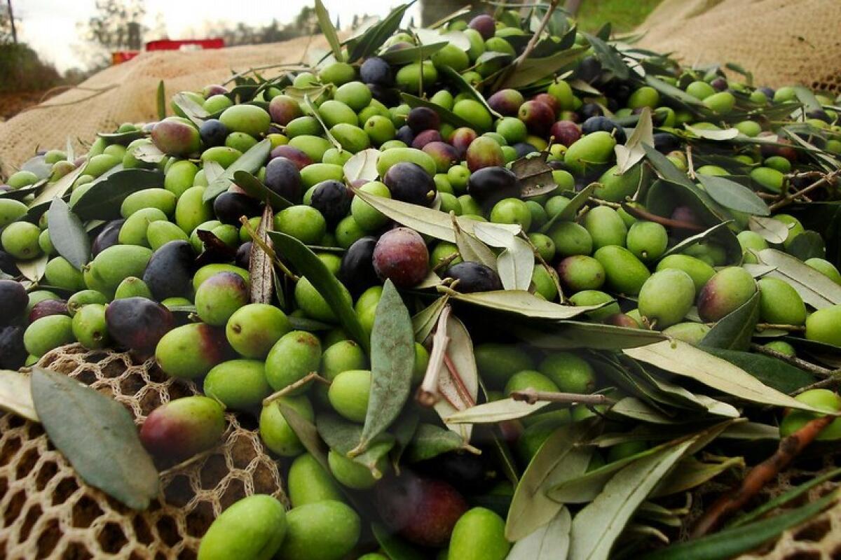 Puglia protagonista agli Stati Generali dell'olio - 