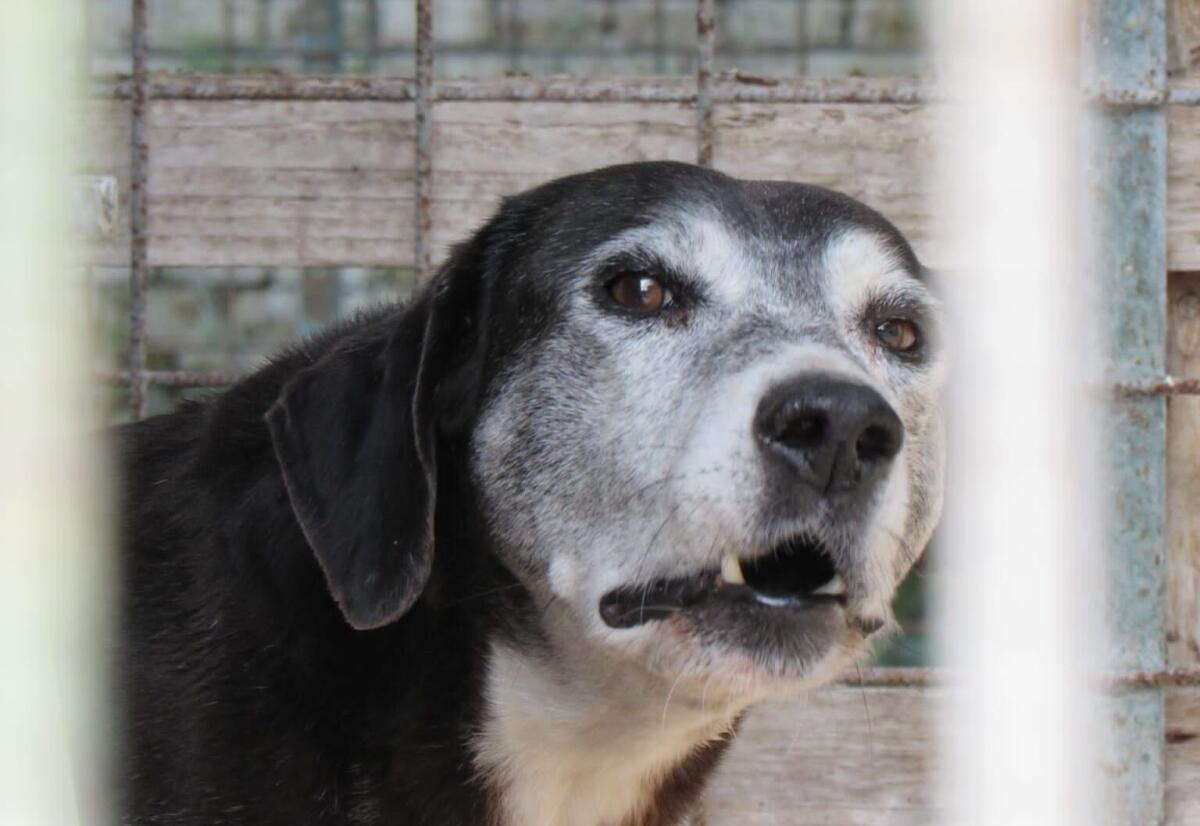 Foggia, Orribile morte per Black incastrato con la testa nella rete e i cani del box attiguo lo attaccano - 