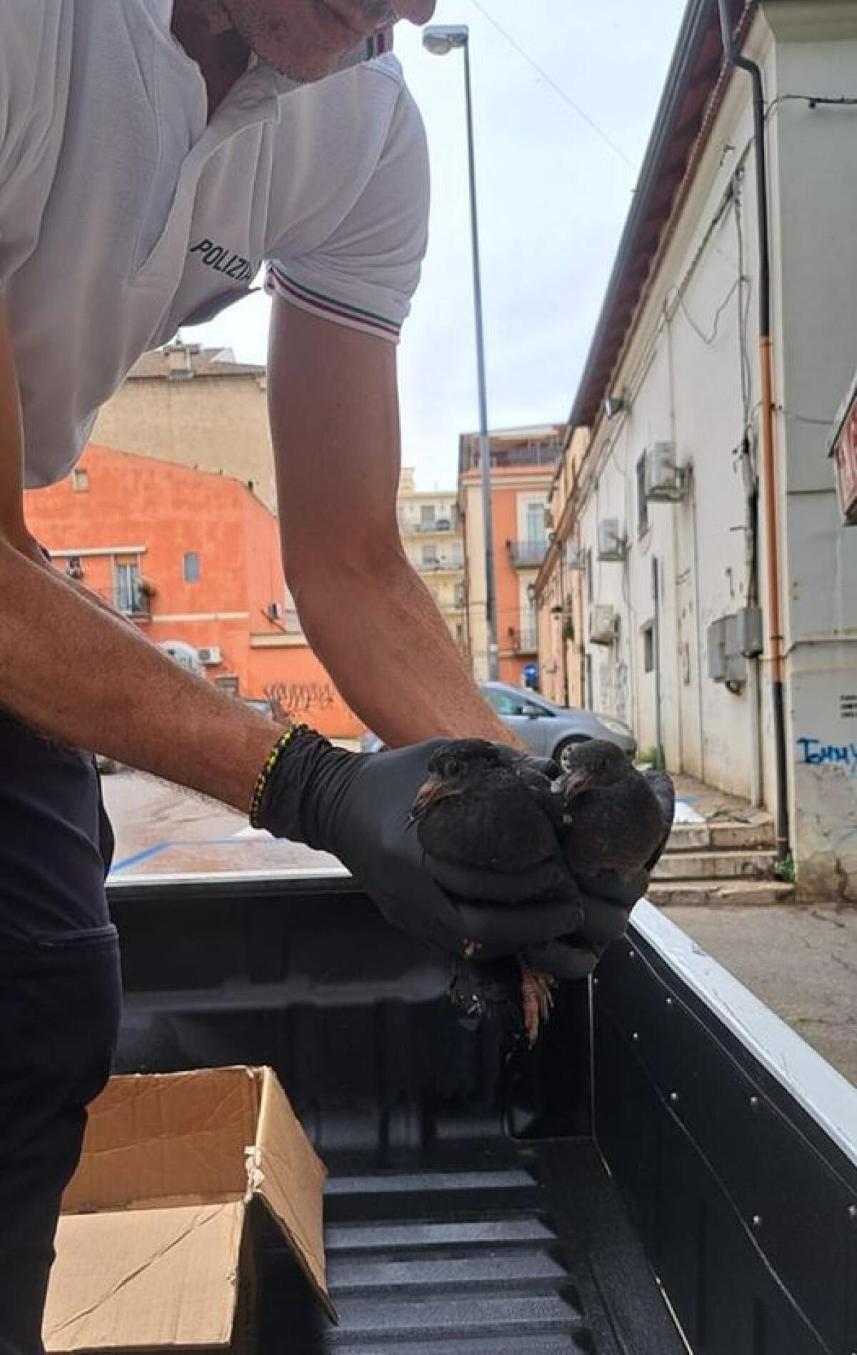 Foggia, Polizia Locale salva due piccoli colombi caduti dal nido - 