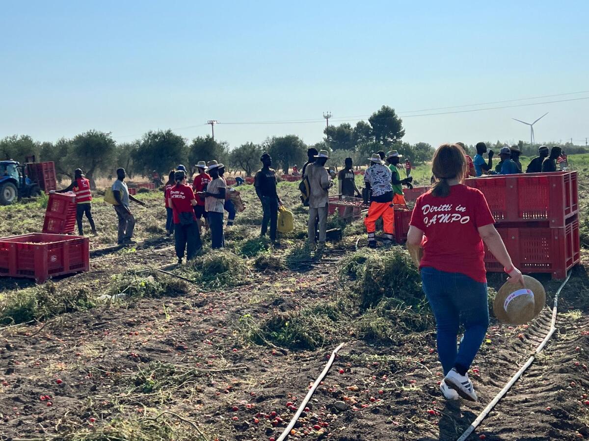Campagne foggiane, le brigate del lavoro FLAI CGIL contro sfruttamento e caporalato - 