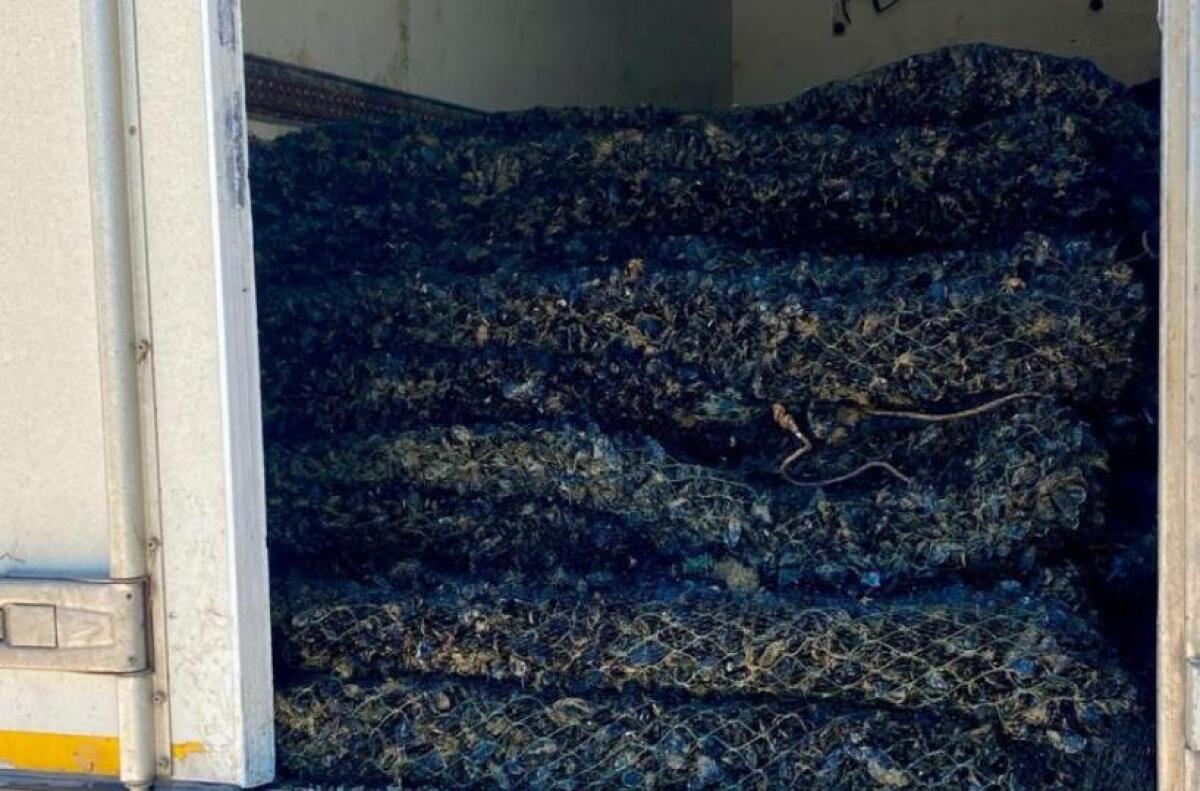 Manfredonia, Guardia di Finanza sequestra 11000 kg di cozze - 