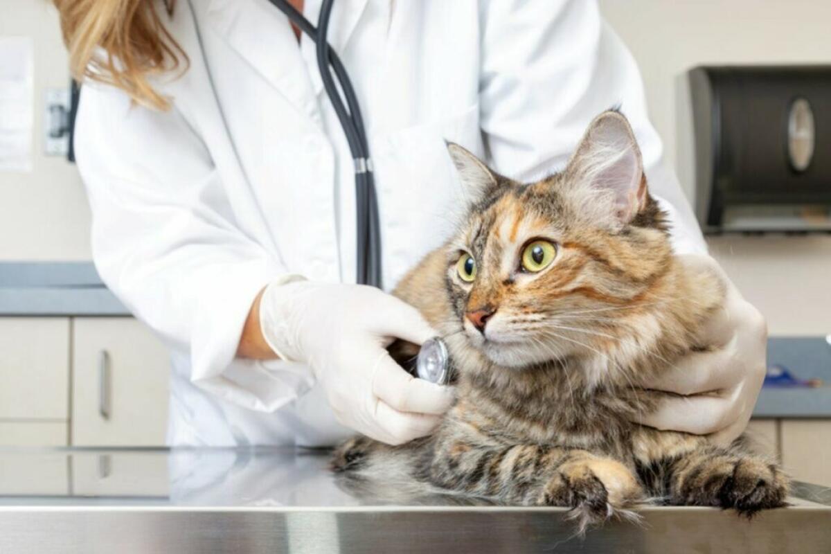 Assistenza veterinaria h24: Splendido rivolge un’interrogazione ad Emiliano - 