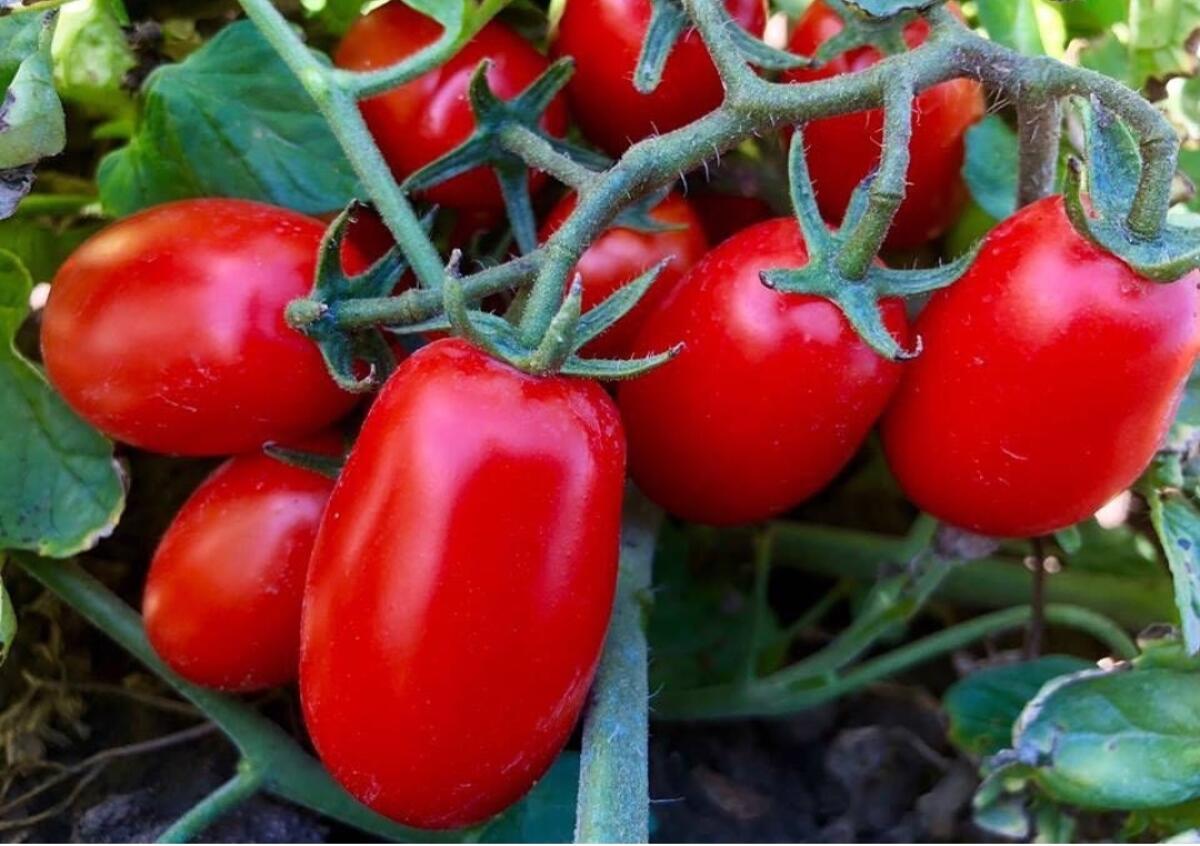 Foggia, pomodoro sottopagato: protesta della Cia - 