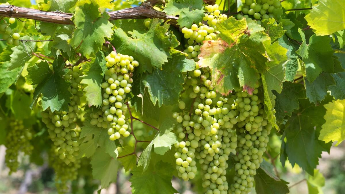 Tecnologia e agricoltura a Foggia: gestione dei documenti per aziende agricole moderne - 
