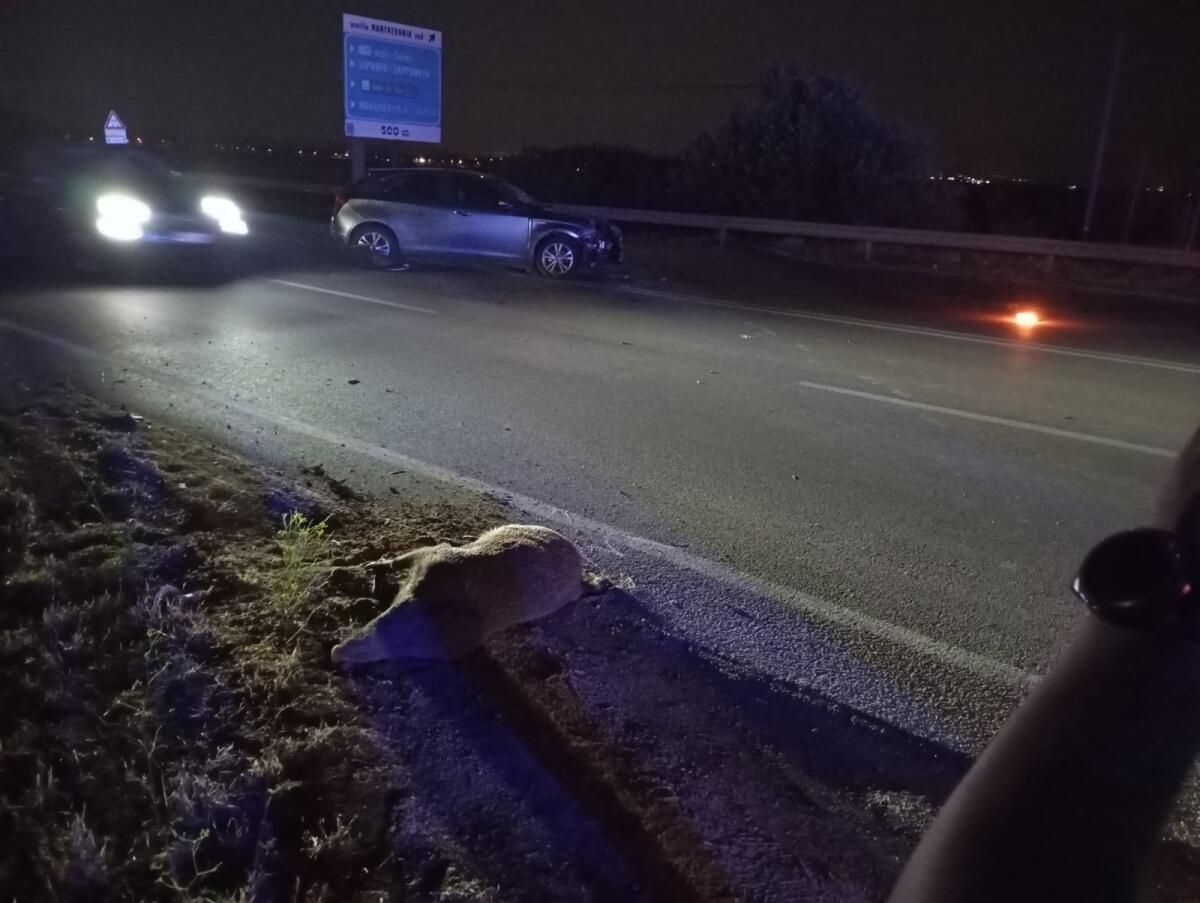 Manfredonia, ancora un incidente a causa di un cinghiale - 