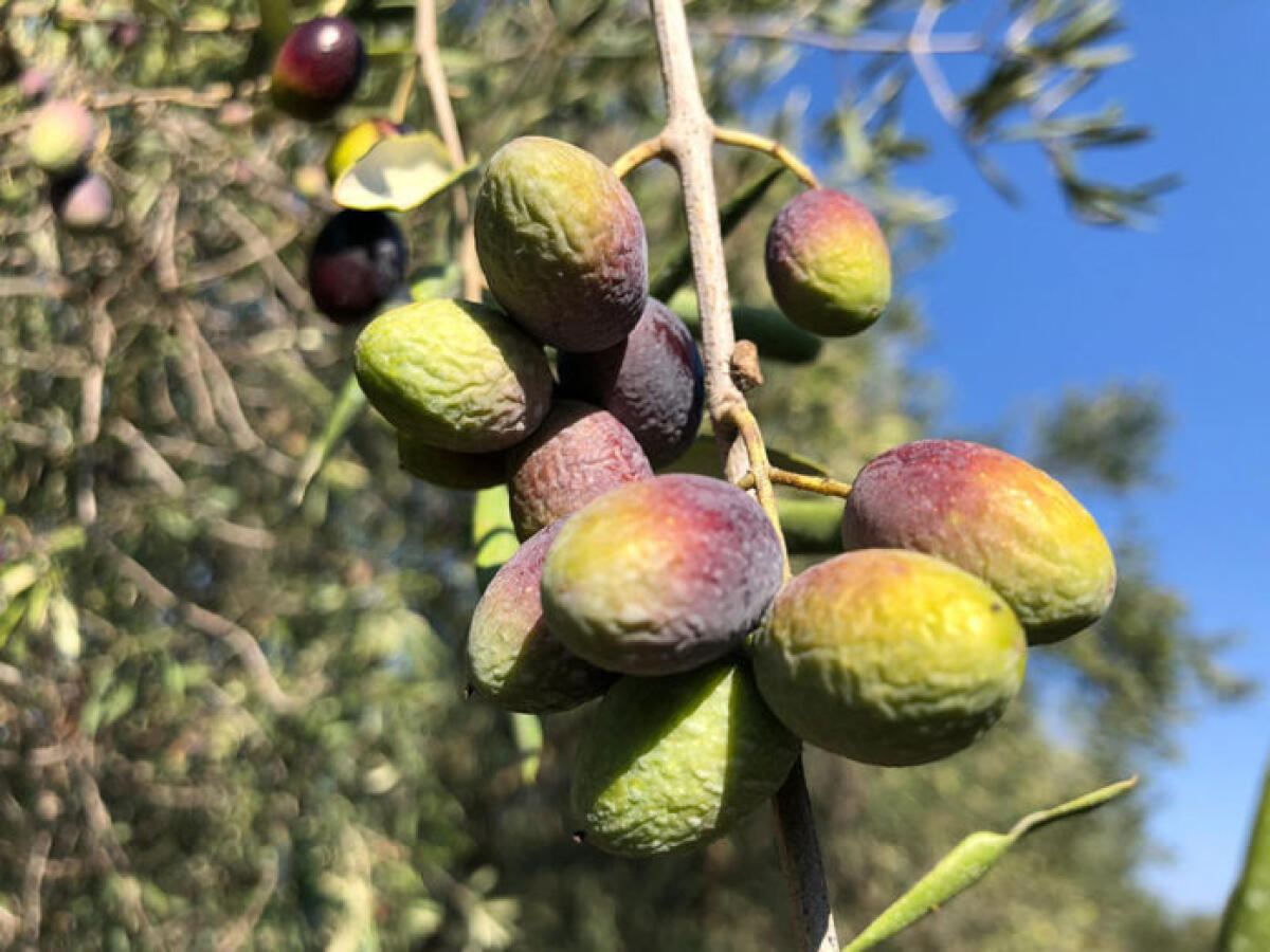 Siccità: agricoltura in ginocchio, raccolti dimezzati - 