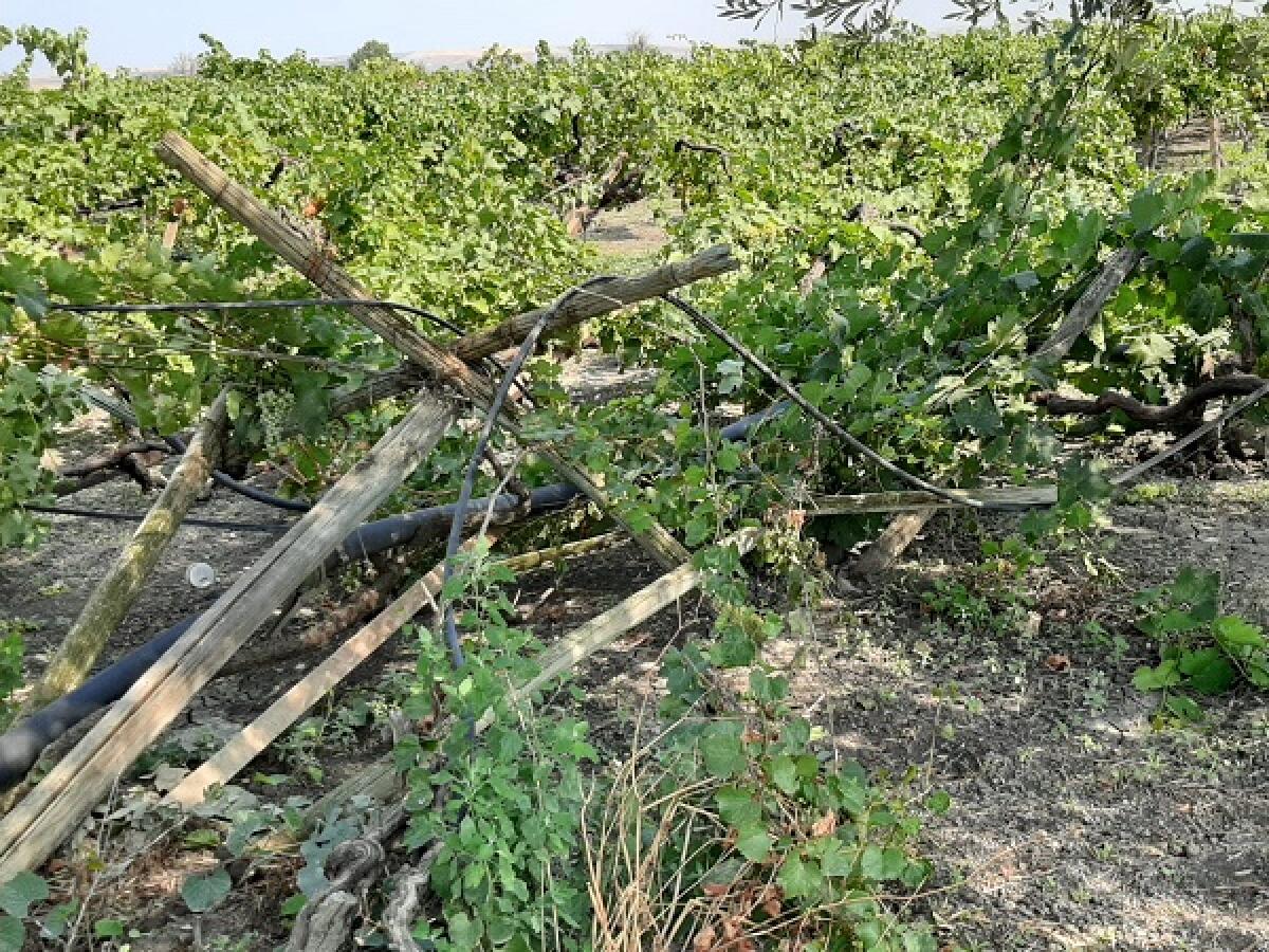 San Severo, vandali in azione: abbattuto un vigneto - 