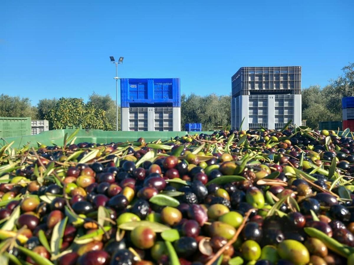 Puglia, campagna olivicola:  patto tra produttori, frantoiani e trasformatori - 