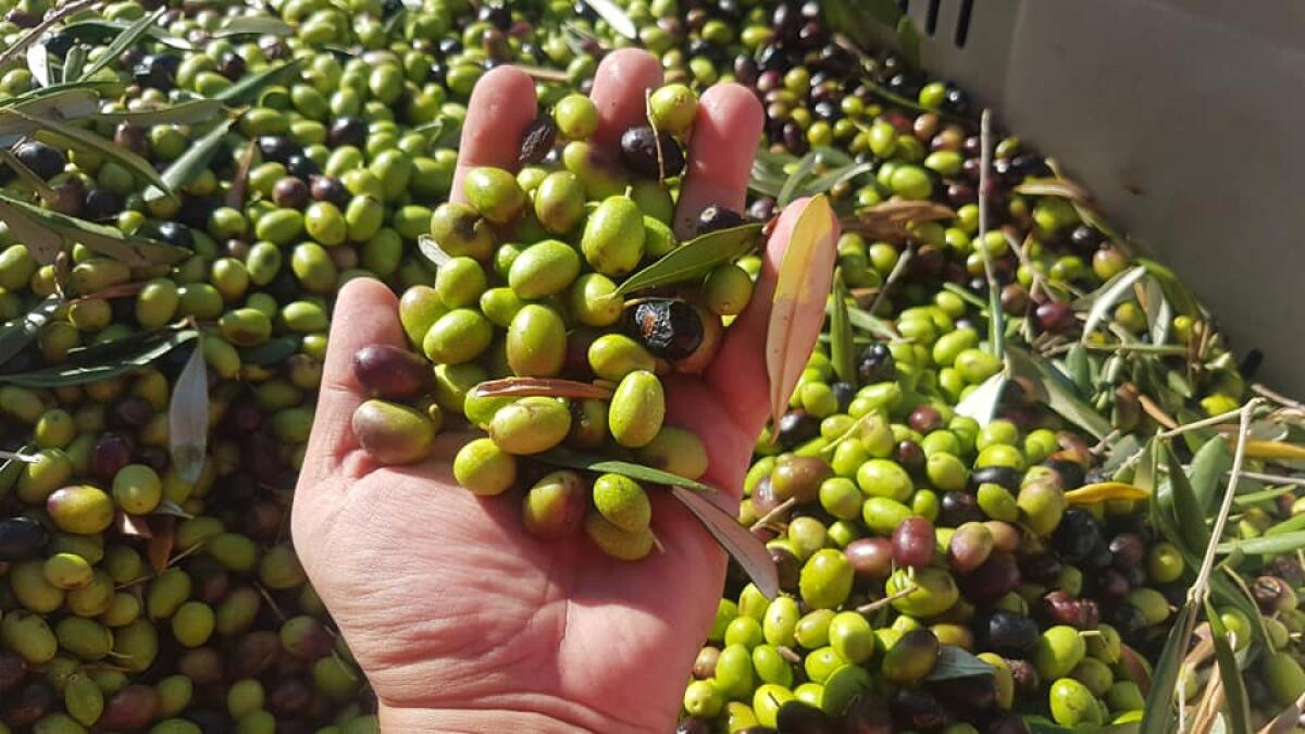 Olive e olio: “Gargano top per quantità e qualità anche quest’anno” - 
