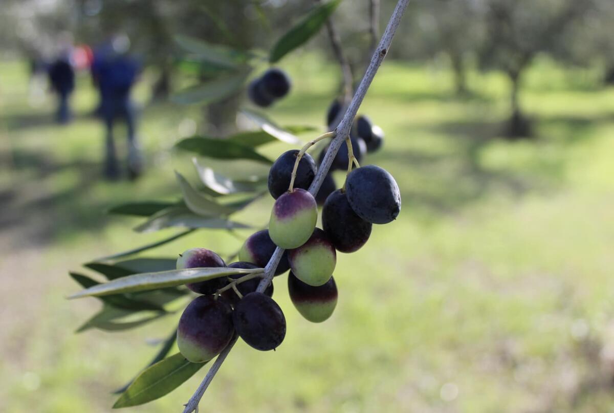 La raccolta delle olive cresce del 40% rispetto al 2024, ma non è record - Screenshot
