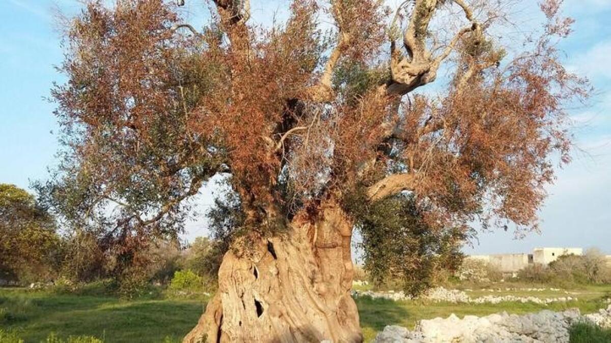 Xylella, CIA al Governo: “L’area infetta sia riconosciuta come zona svantaggiata”  - 