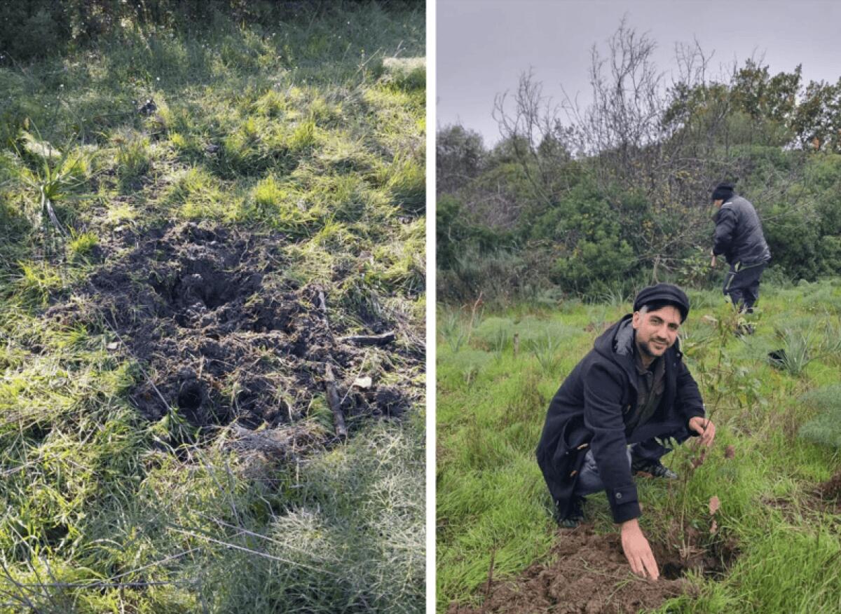 Bosco Incoronata, sradicate e rubate sette giovani querce - 