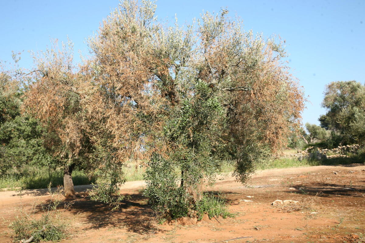 Lotta alla Xylella, convegno a Foggia - 