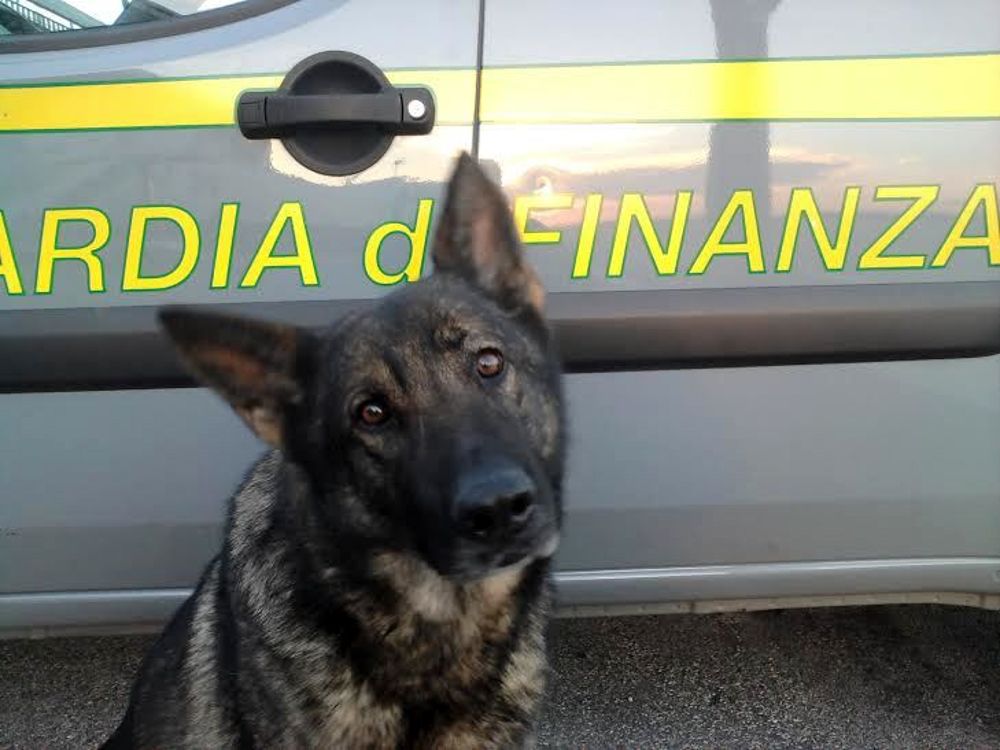 Foggia, trova una banconota e la consegna alla Gdf