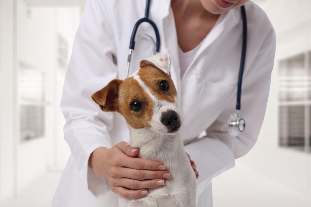 Pronto soccorso veterinario h24, Angiola attacca: “Parere discutibile e maggioranza assente” - 