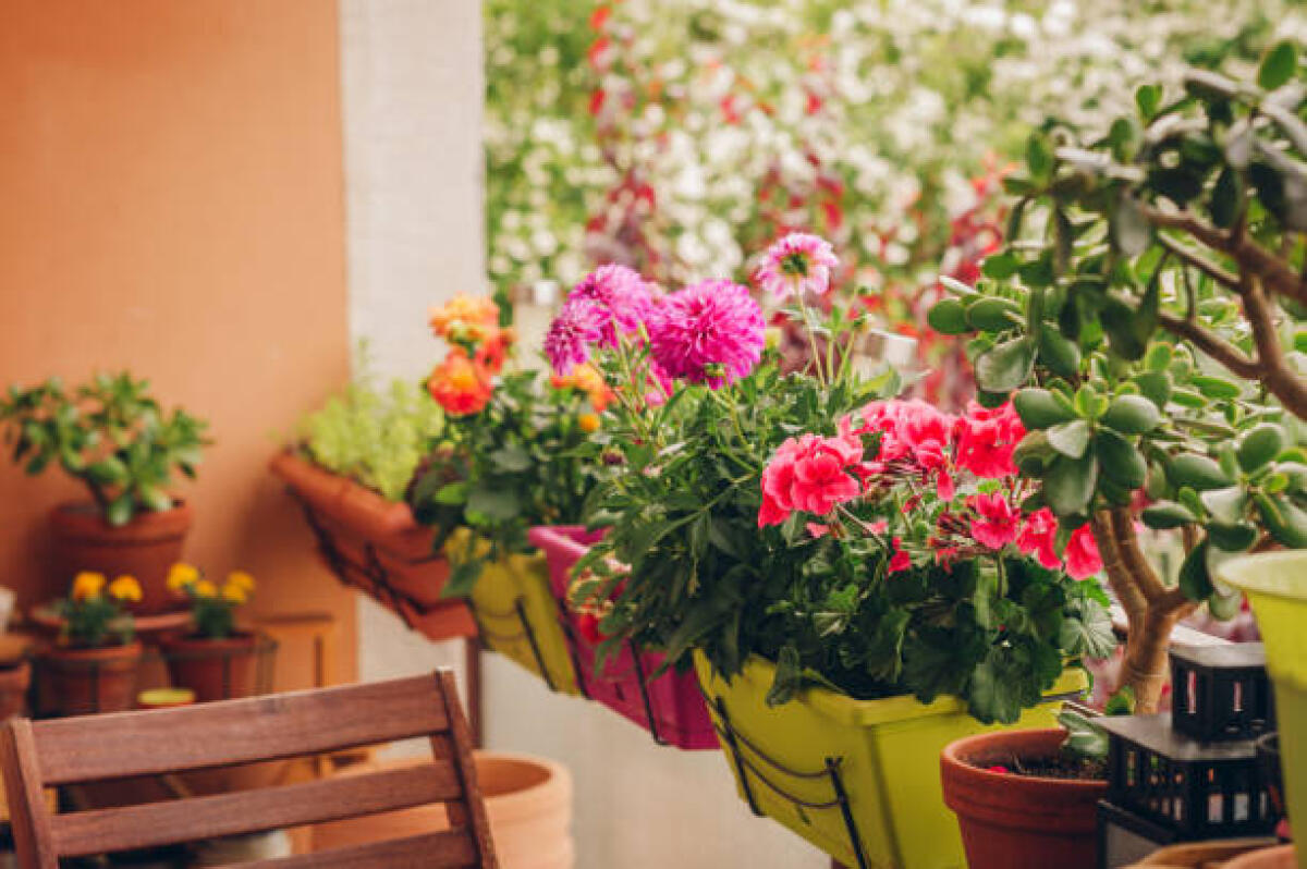 Oggi è il Plant a Flower Day: la Giornata internazionale che celebra la vita e l’ambiente con i petali - Colorful flowers growing in pots on the balcony