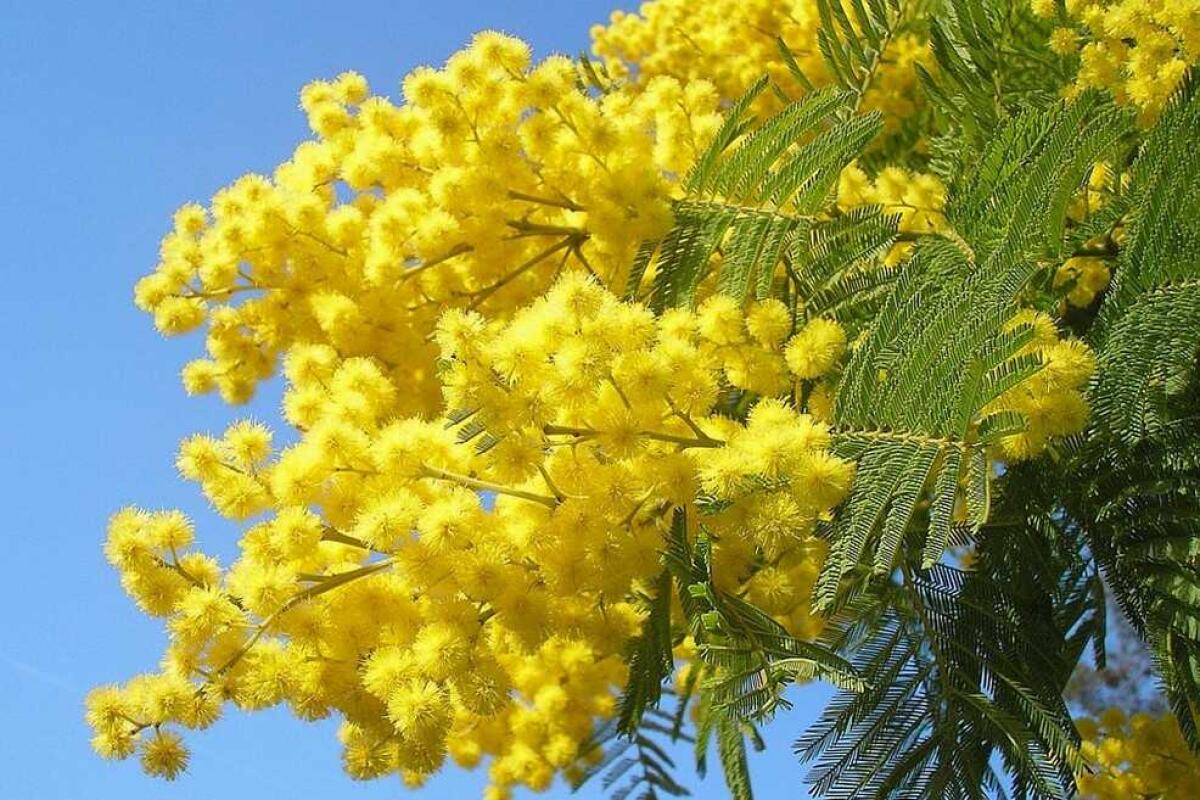 Cosa fare nel week end del 7-8 Marzo a Foggia e dintorni? - 