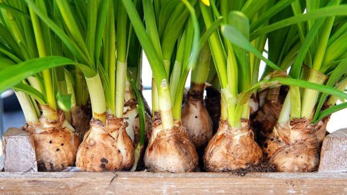 Legge antispreco: anche piante, fiori, bulbi e semi potranno essere donati al Terzo Settore - 