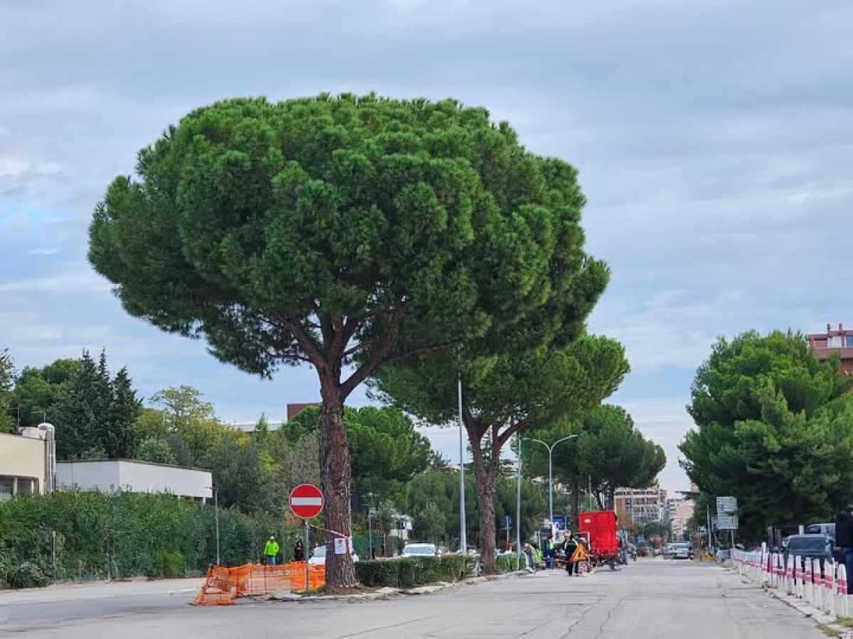 Foggia, WWF contro l'abbattimento dei pini di via Napoli - 